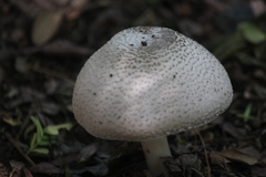 Fungi