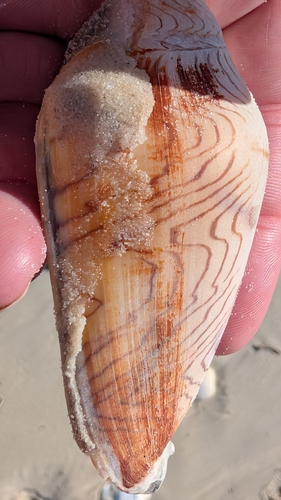 Amoria undulata observed 2026-10-24