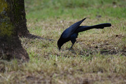Great-tailed Grackle photograph by the iNaturalist community