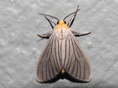Biturix venosata