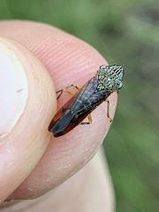 Homalodisca liturata