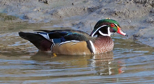 Wood Duck photograph by the iNaturalist community