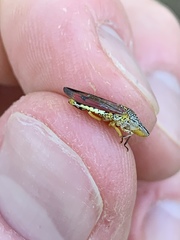 Homalodisca liturata