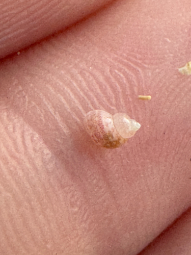 Hiloa variabilis observed 2026-10-20