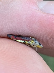 Homalodisca liturata