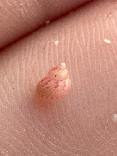 Hiloa variabilis observed 2026-10-20