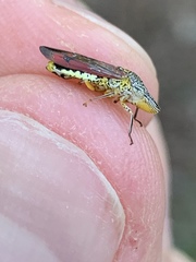 Homalodisca liturata