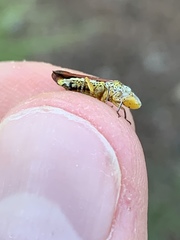 Homalodisca liturata