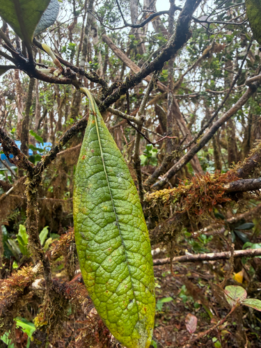 Pittosporum gayanum observed 2026-10-21