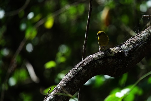 Chlorodrepanis virens observed 2026-10-23