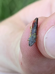 Homalodisca liturata