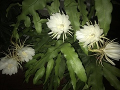 Epiphyllum oxypetalum