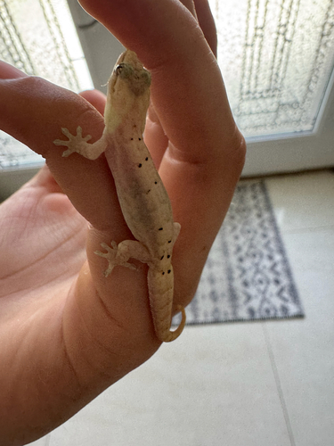 Lepidodactylus lugubris observed 2026-10-21