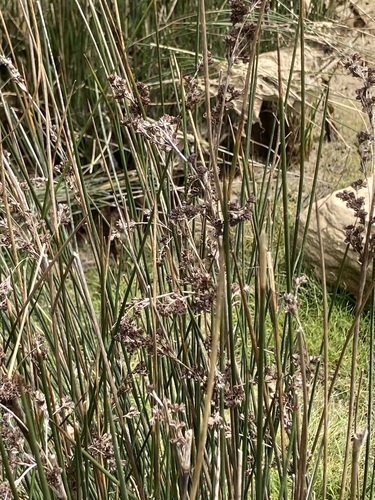 Juncus maritimus observed 2026-10-24