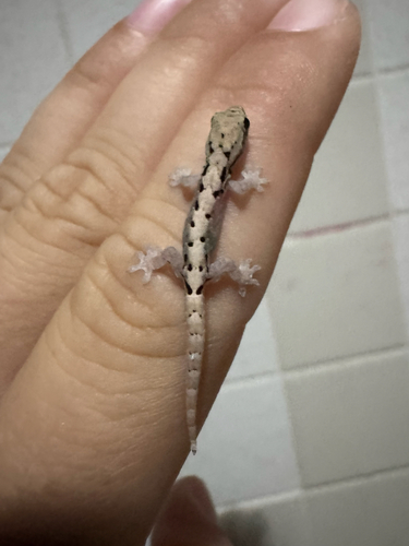 Lepidodactylus lugubris observed 2026-10-21