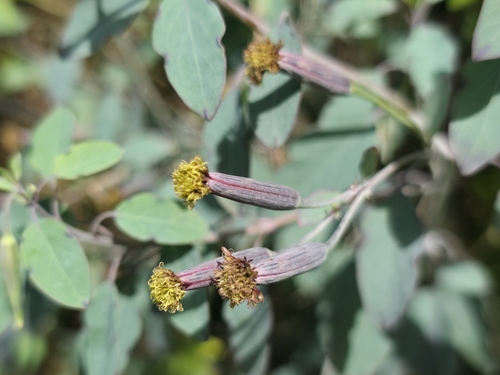 Porophyllum ruderale observed 2026-10-23