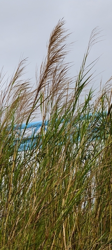 Phragmites karka observed 2026-10-24