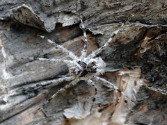 Ornodolomedes