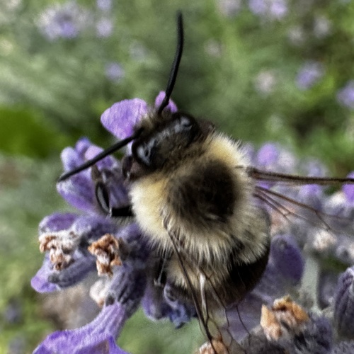 Common Eastern Bumble Bee photograph by the iNaturalist community