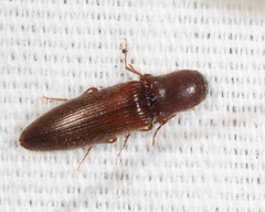 Agriotes oblongicollis