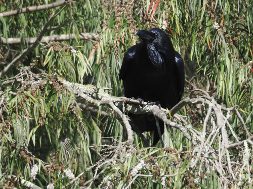 Common Raven photograph by the iNaturalist community