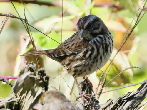 Song Sparrow photograph by the iNaturalist community