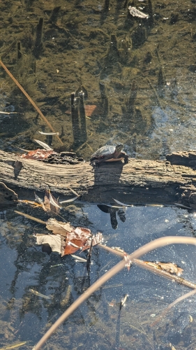 Painted Turtle photograph by the iNaturalist community