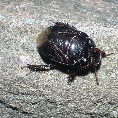 Two-lined Burrowing Bug