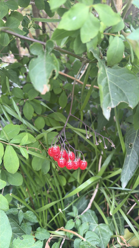 bittersweet nightshade photograph by the iNaturalist community