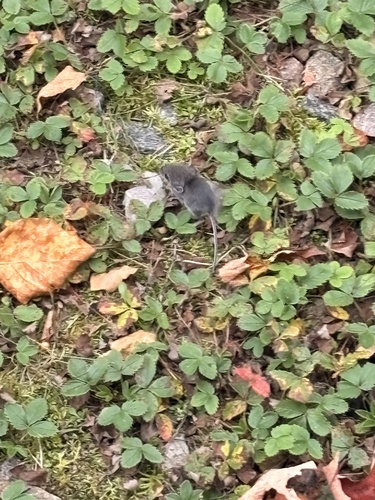 Eastern Deer Mouse