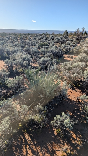 blue yucca
