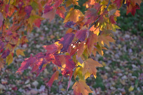 red maple photograph by the iNaturalist community