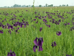 Iris ensata