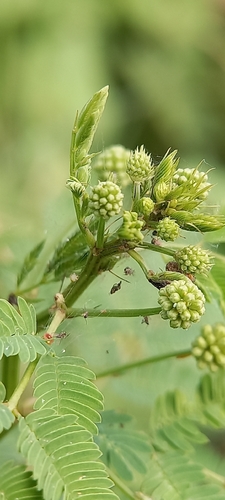 Desmanthus virgatus observed 2026-10-12