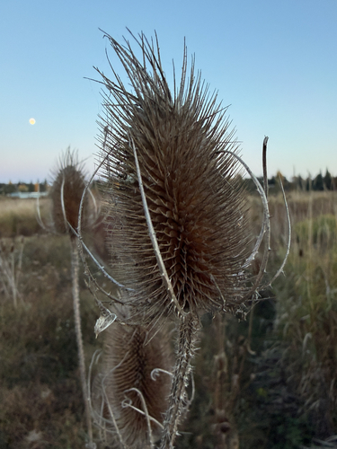 wild teasel photograph by the iNaturalist community