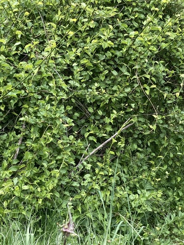 Muehlenbeckia australis observed 2026-10-24