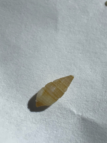 Cerithium observed 2026-10-21
