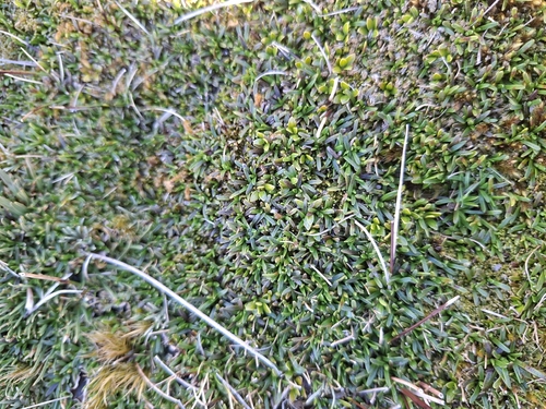Abrotanella observed 2026-10-23