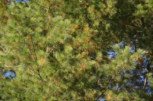 eastern white pine photograph by the iNaturalist community