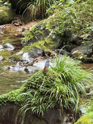 Rhyacornis fuliginosa, 2026-10-24