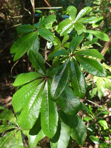 Schefflera digitata observed 2026-10-24