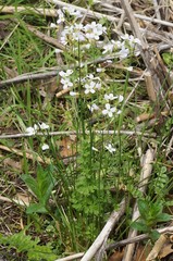 Cardamine pratensis