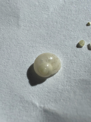 Calliotrochus marmoreus observed 2026-10-21