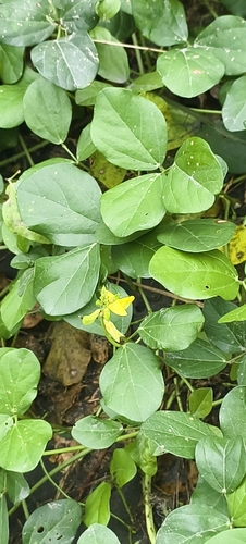 Vigna marina observed 2026-10-24