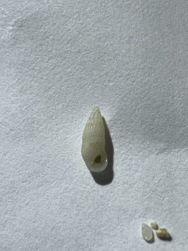Rissoina observed 2026-10-21