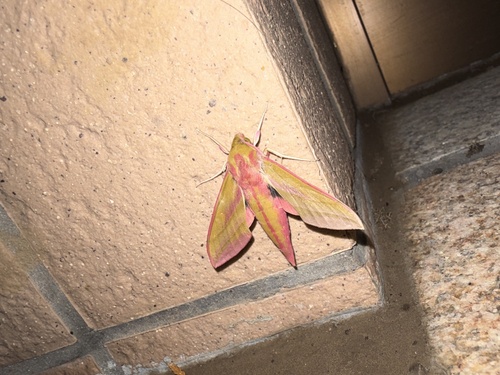 Deilephila elpenor, 2026-10-24