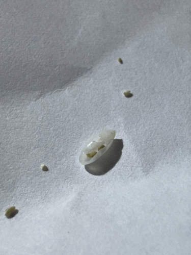 Acteocina sandwicensis observed 2026-10-21