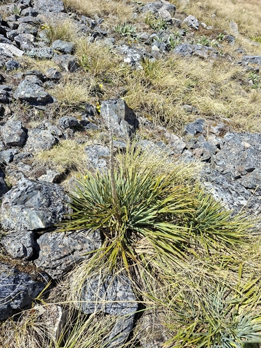Aciphylla colensoi, 2026-10-23