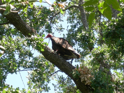 Turkey Vulture photograph by the iNaturalist community