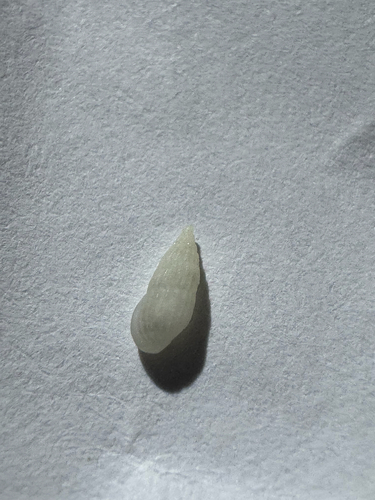 Rissoina observed 2026-10-21